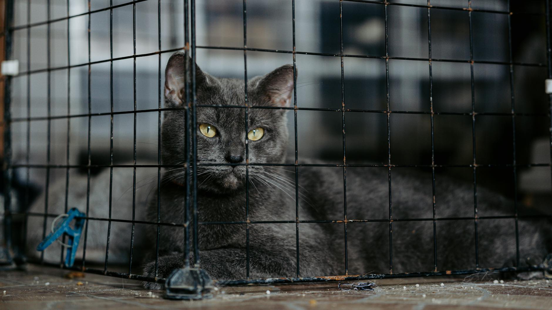 A gray cat with yellow eyes lying down in a black wire cage indoors.