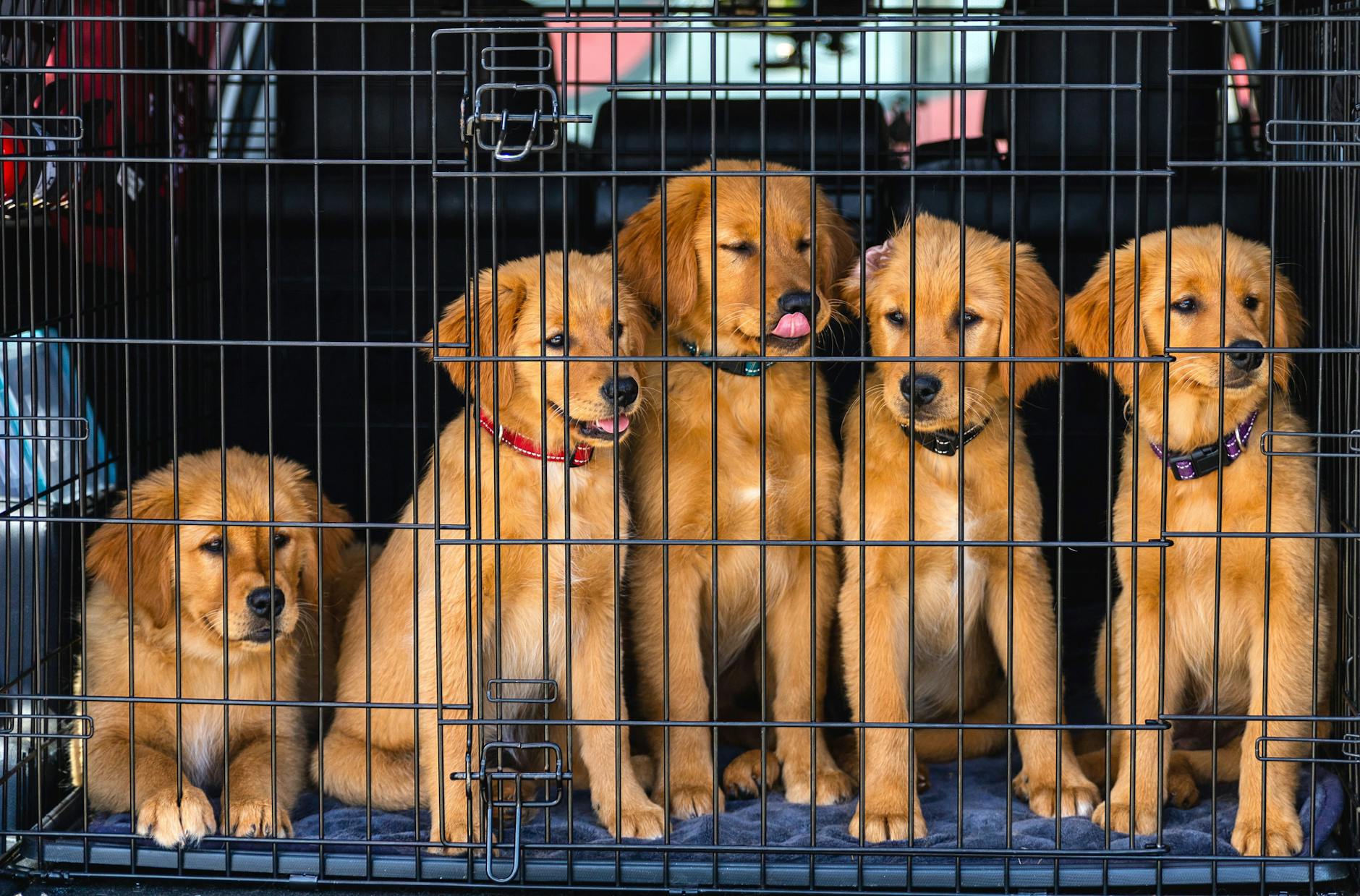 Five golden retriever puppies sit in a car trunk, safely secured in a cage, showcasing their playful and curious nature.