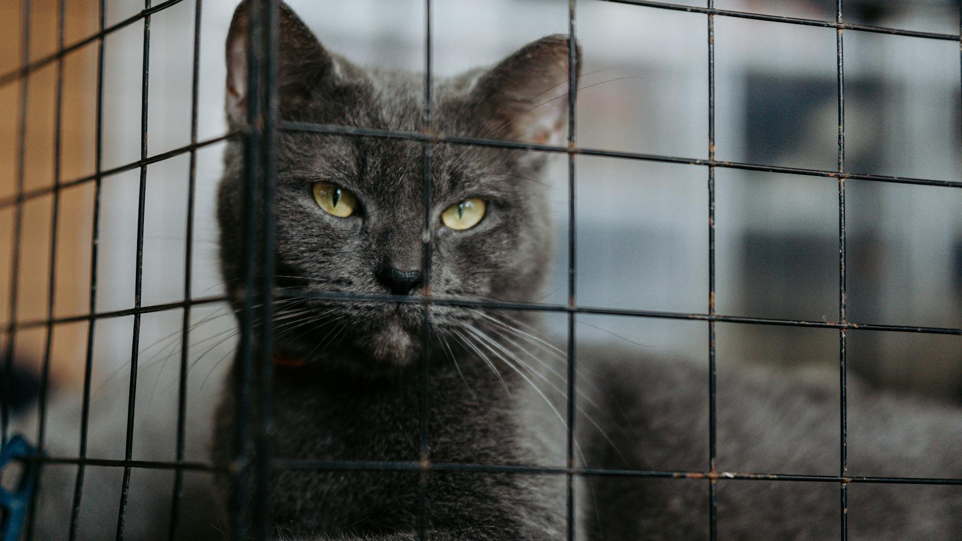 Gray cat with yellow eyes peeking through a cage, showcasing confinement theme.