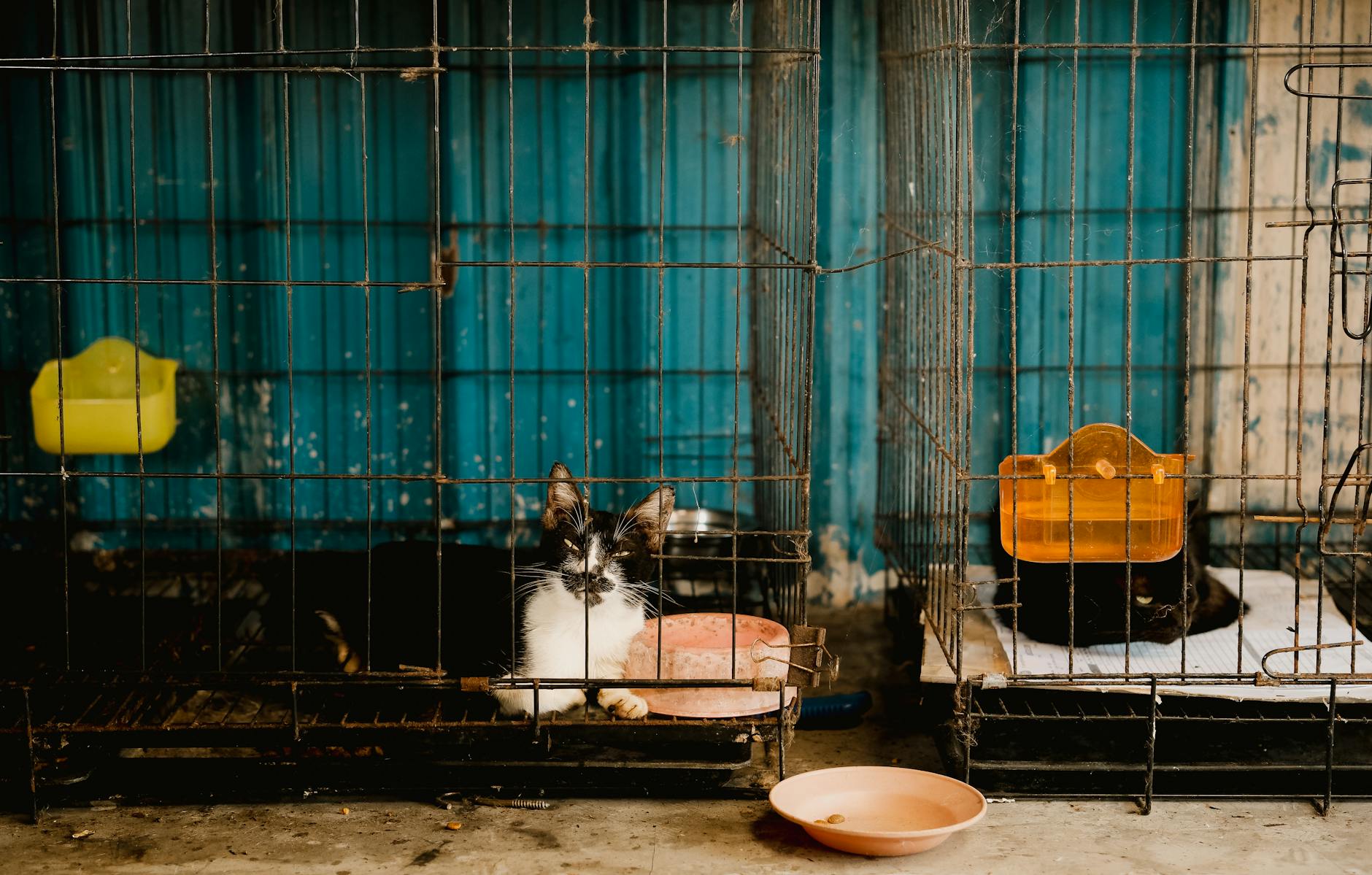 Black and white cat lying down in a metal cage behind bars with an orange water dispenser nearby.