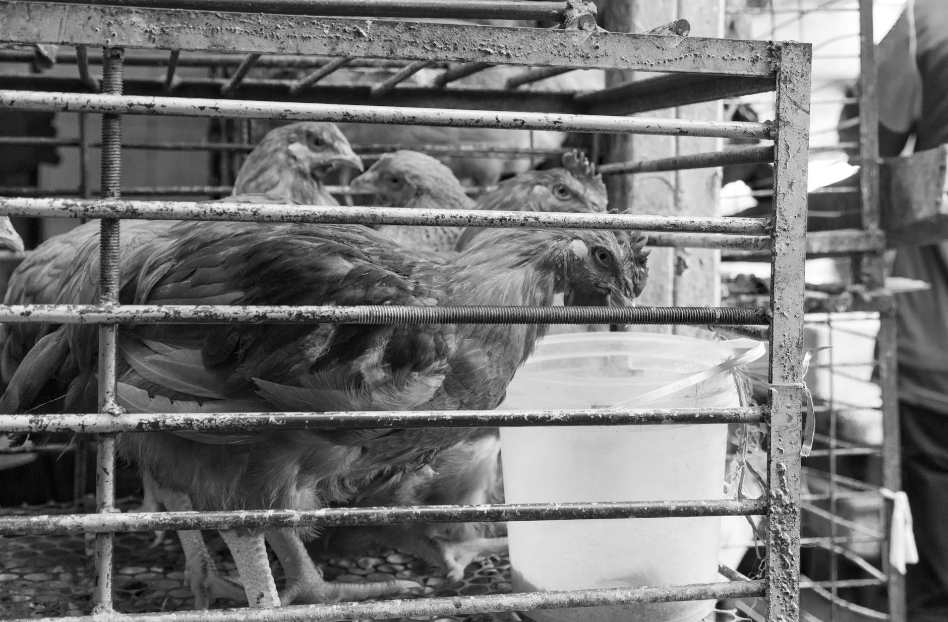 Black and white image of chickens in a cage at a market, showcasing livestock conditions.