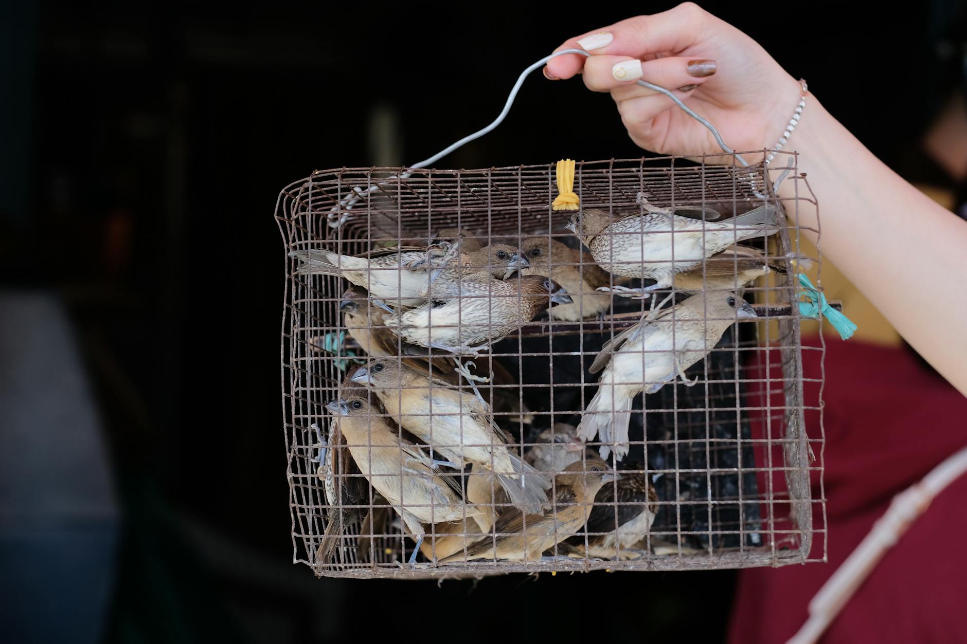A close-up shot of several birds trapped in a wire cage held by a hand, highlighting the concept of captivity.