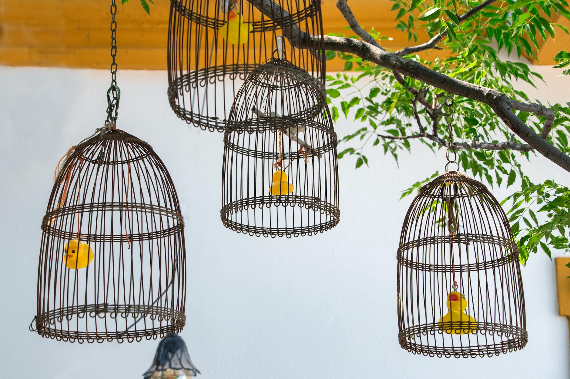 Four wire cages with yellow rubber ducks hang from a tree branch, creating a whimsical outdoor scene.