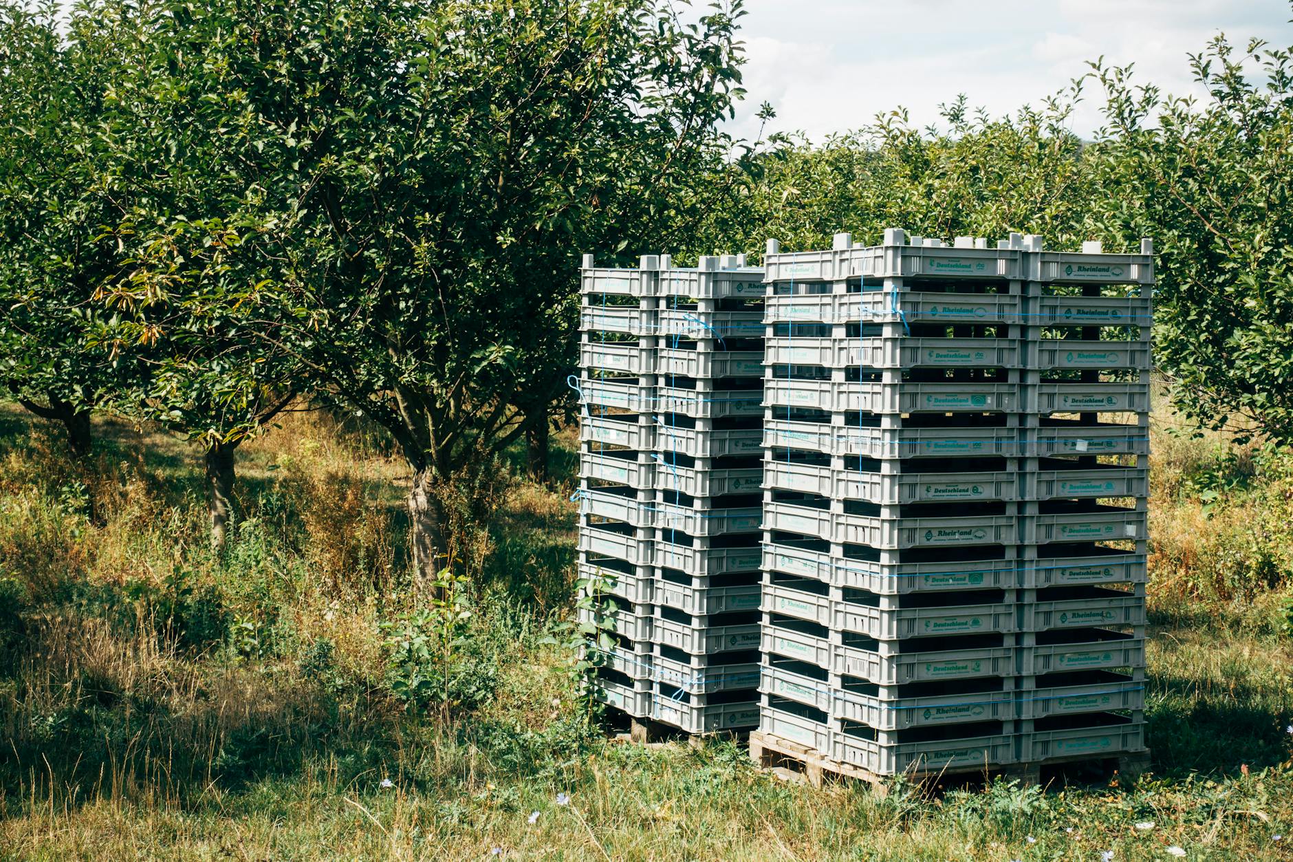 Plastic crates stacked in a lush orchard, capturing a sunny summer day.
