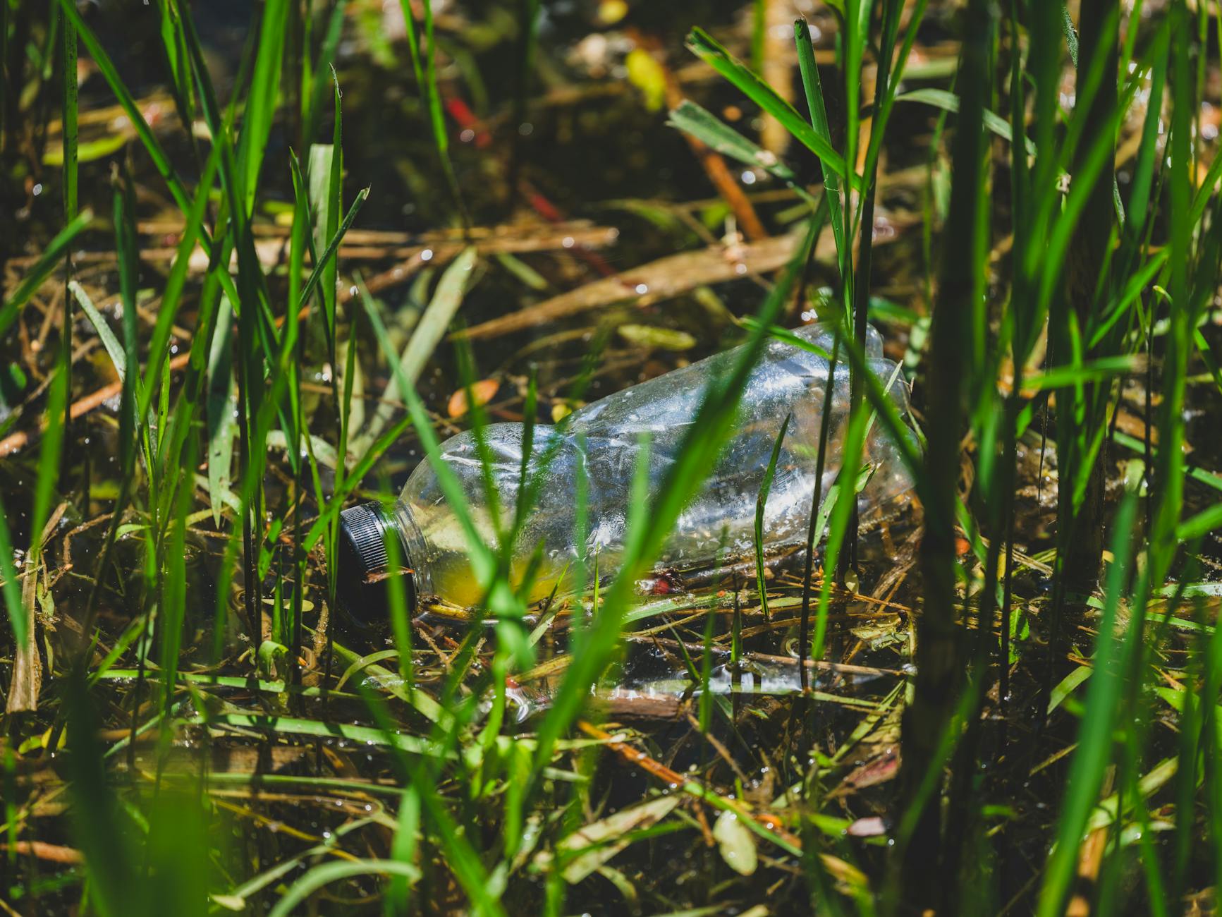 A discarded plastic bottle amidst green reeds highlights environmental contamination in wetlands.
