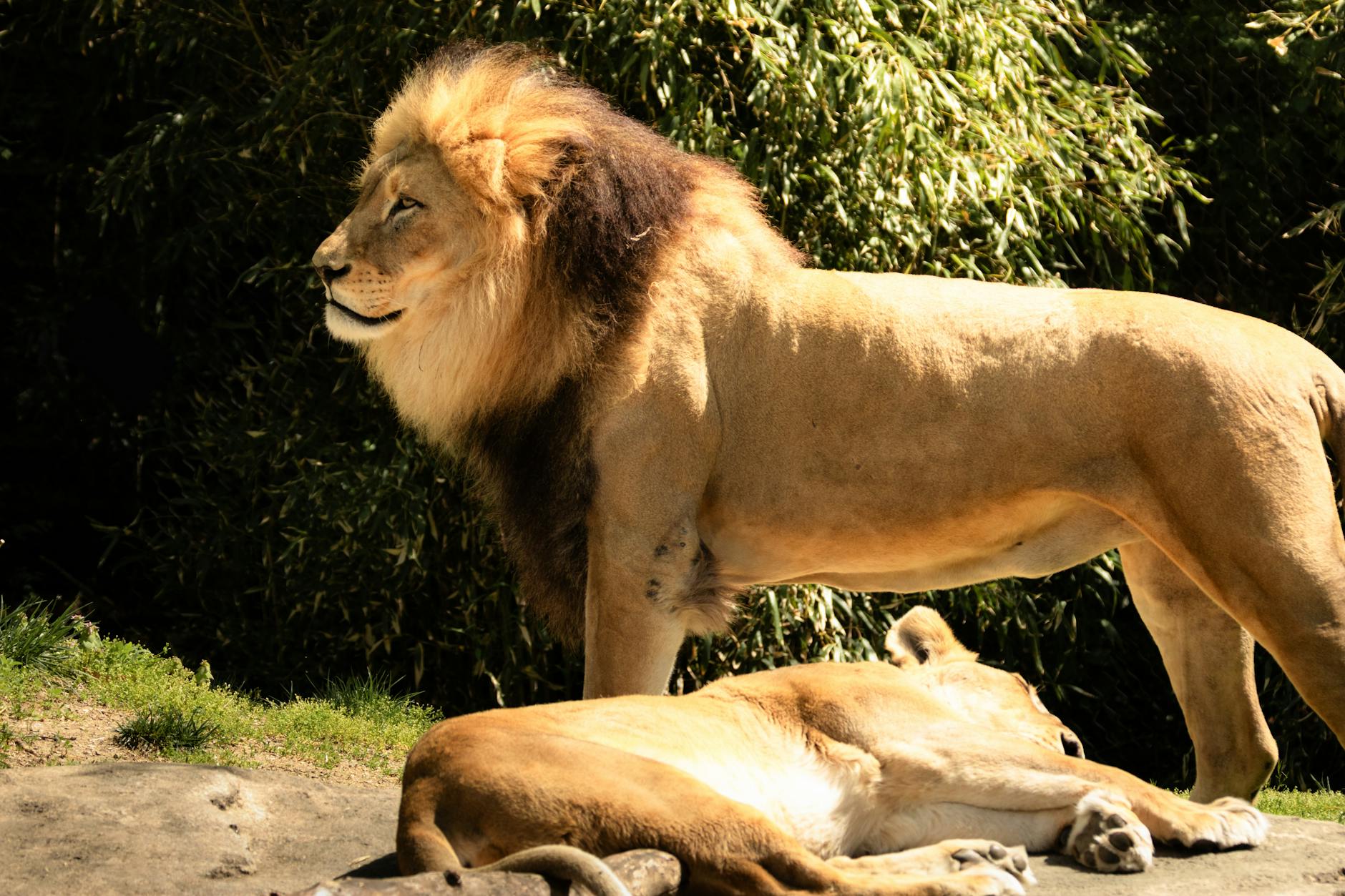 A male and female lion relaxing in dappled sunlight, showcasing the majestic beauty of the African savanna.