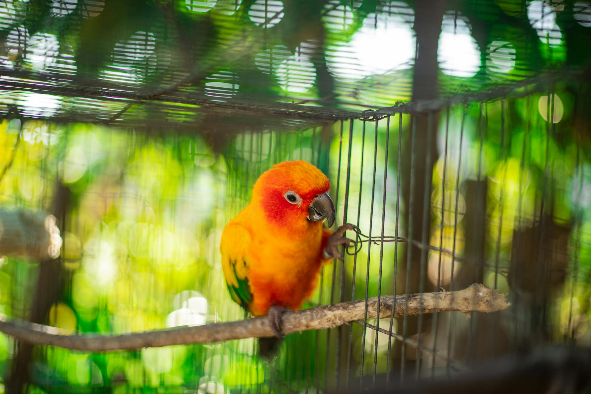 Brightly colored Sun Conure parrot perched in a cage with lush green bokeh background.