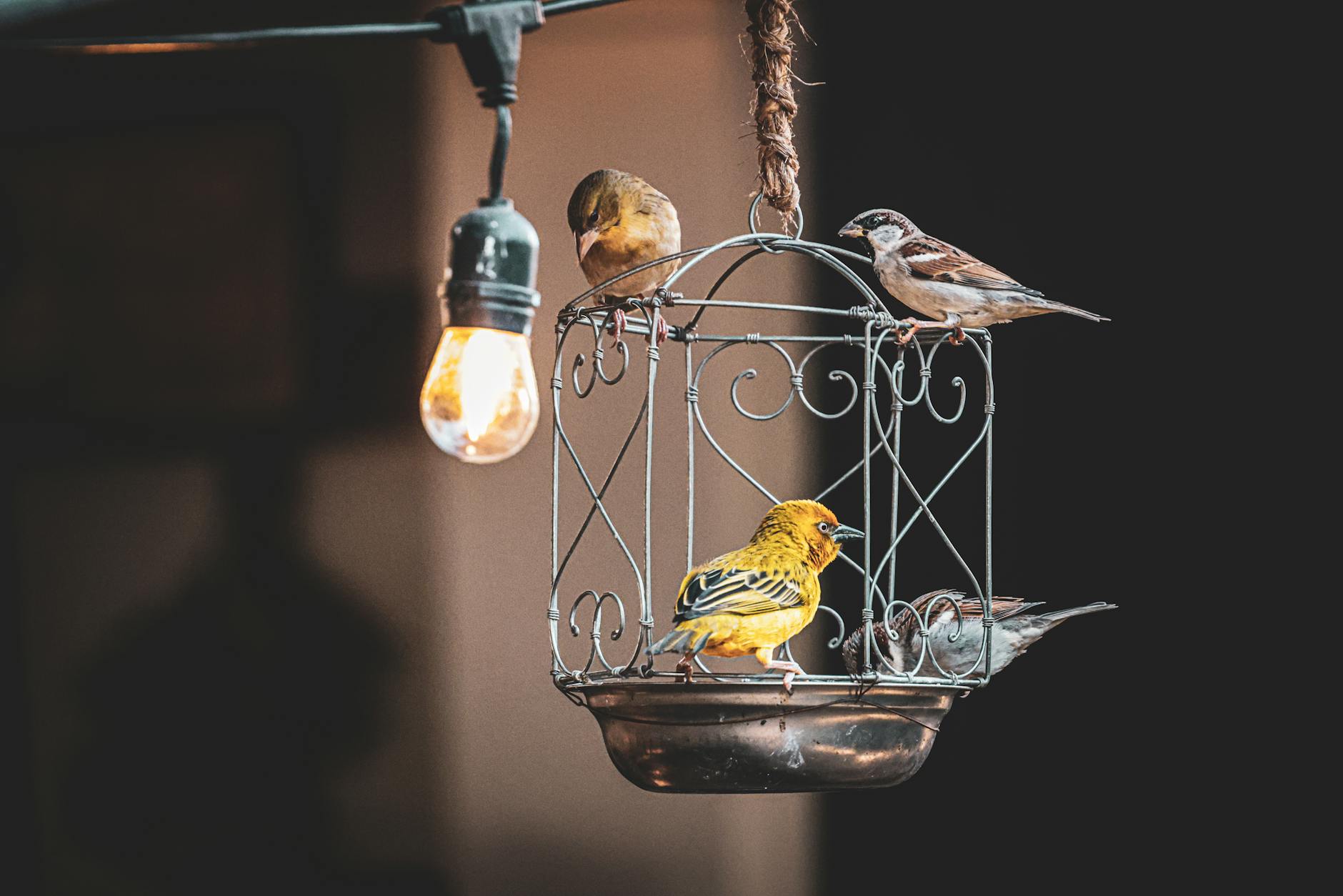 Charming scene of colorful birds perched on a decorative cage, illuminated by vintage-style bulb lighting.