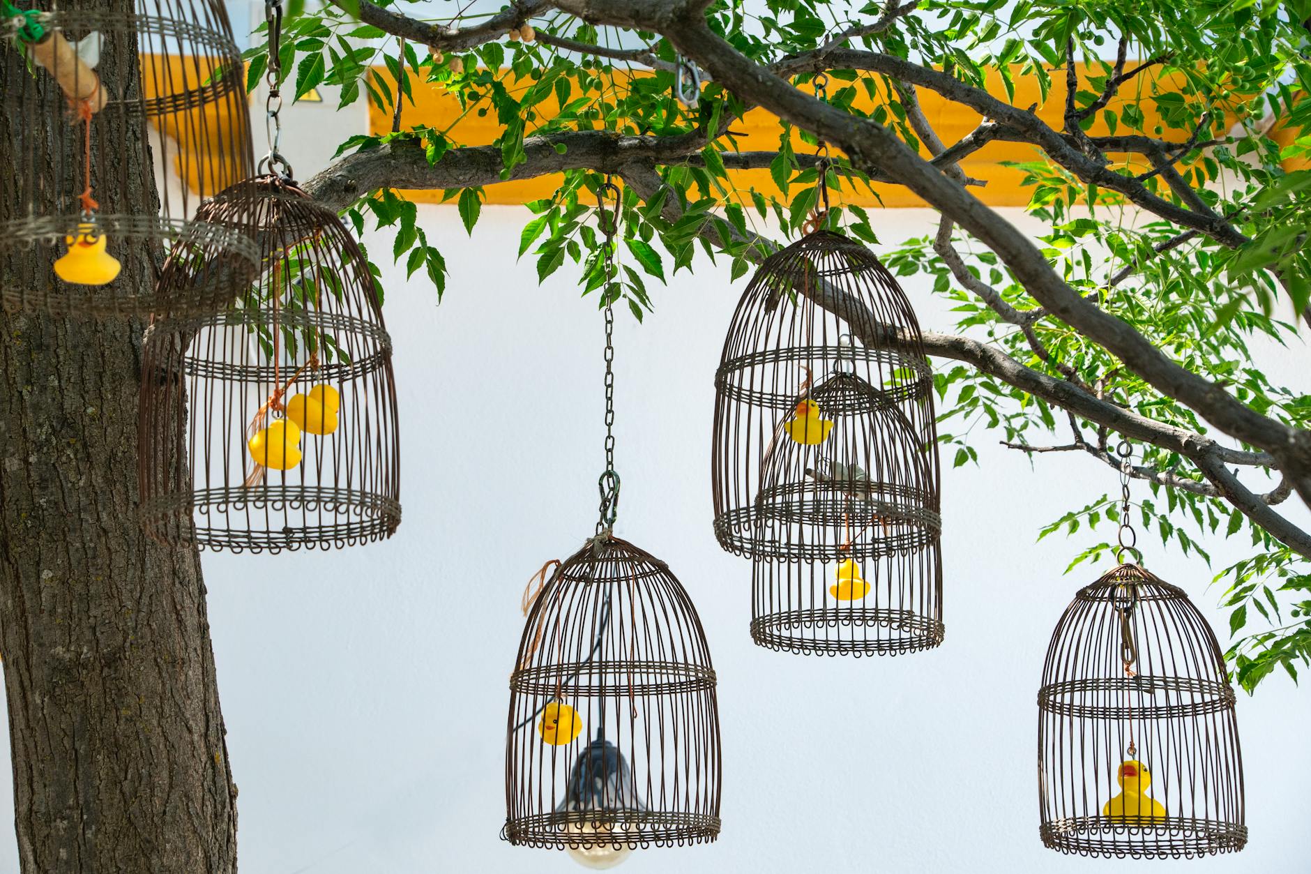 Aesthetic display of empty bird cages hanging from tree branches with decorative yellow elements.