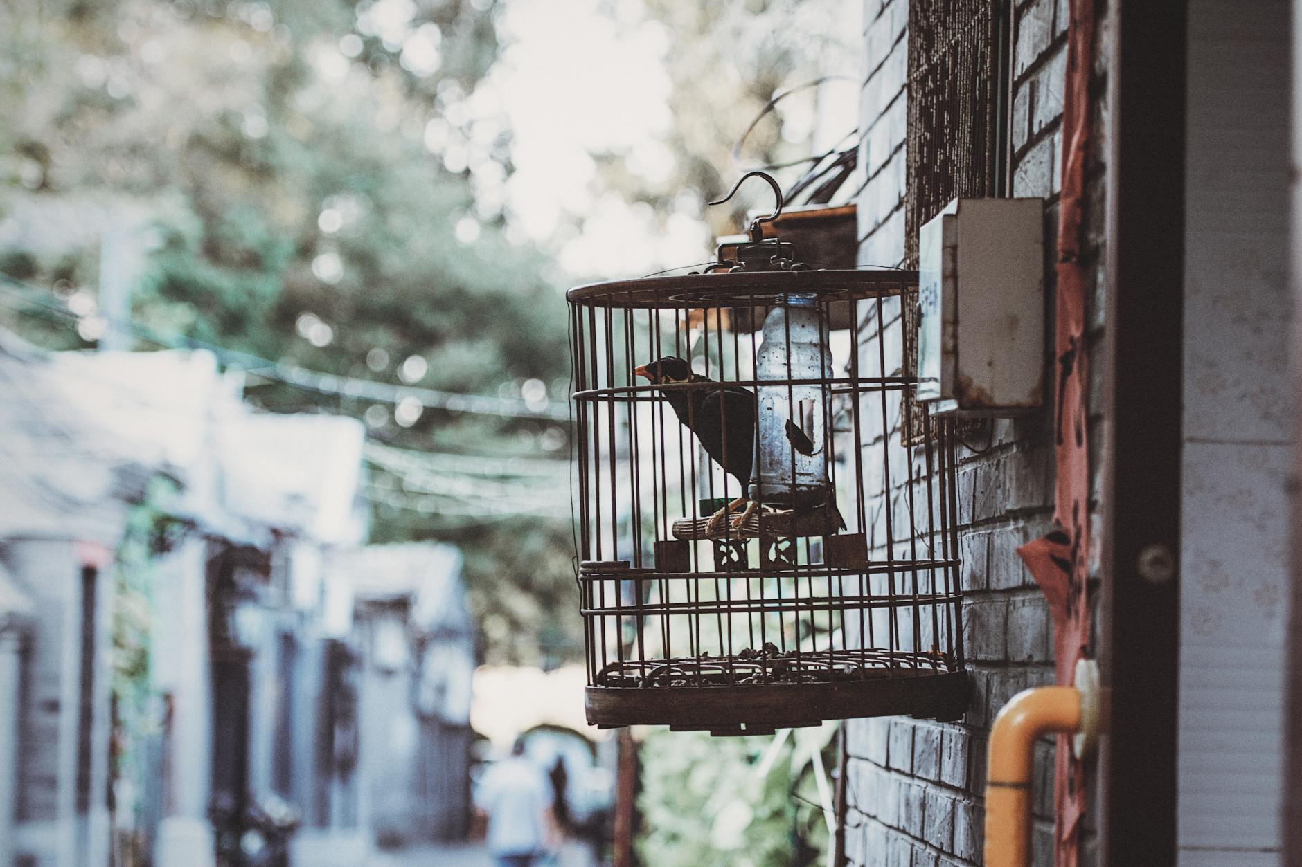 A black bird in a cage hanging on a wall in a Beijing alleyway, capturing urban street life.
